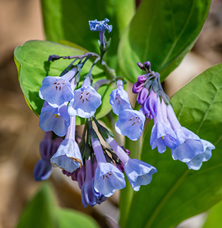 Bluebells